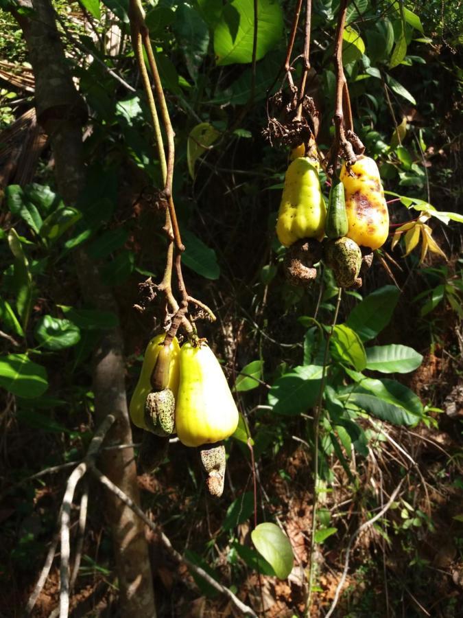 Cashew Villa Hiriketiya 迪克韦勒 外观 照片